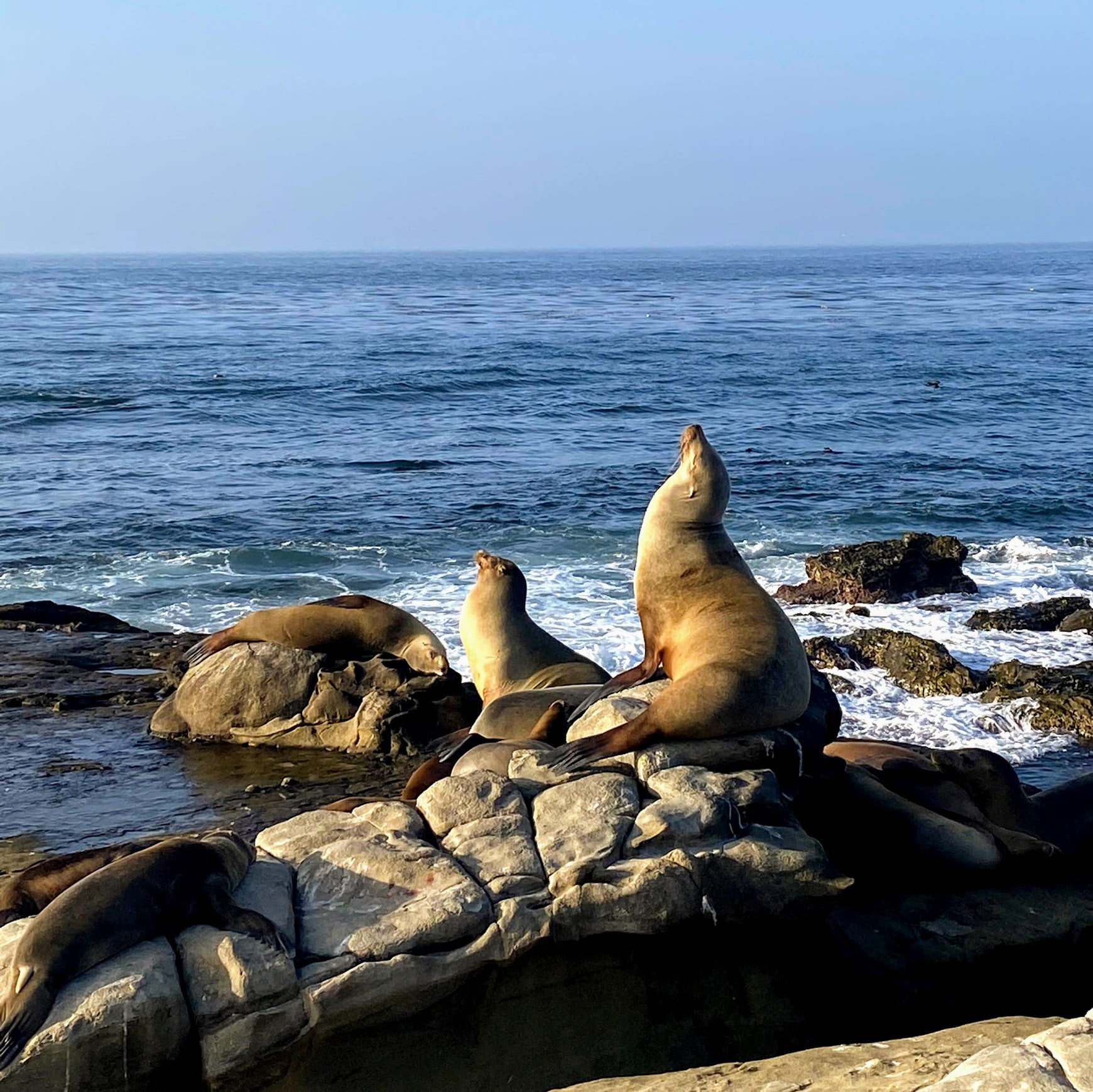 Checking out the La Jolla Harbor Seals – San Diego Beach Secrets